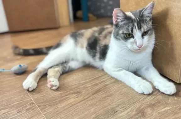 Найдена кошка, Ростов-на-Дону, фото: Кошка найдена: Таганрогская 139, РнД