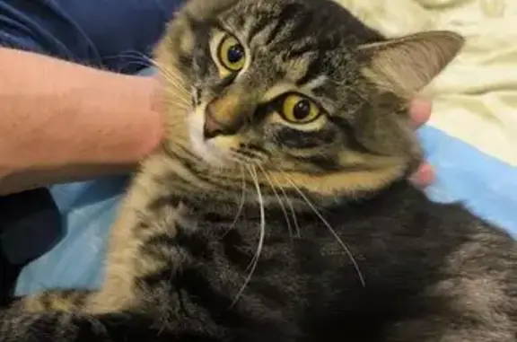 Пропала кошка, Урицкого 69 к1, Ярославль