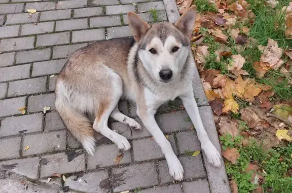 Найдена собака, Севастополь, фото: Найдена собака на ул. Гоголя, Севастополь