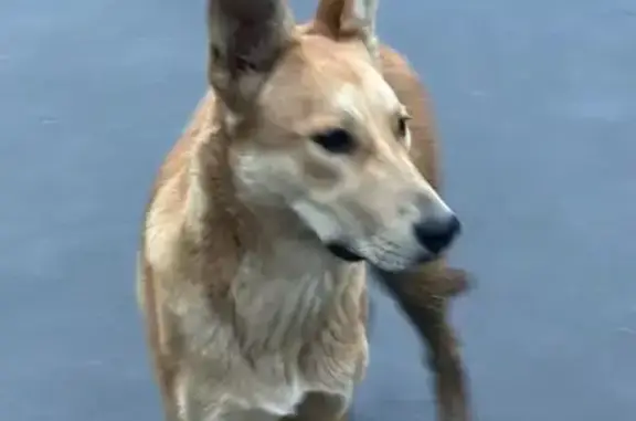 Собака найдена на ул. Чистова, Москва