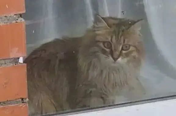 Кошки потеряшки, Красноярск, фото: Потеряшка кошка, ул. 9 Мая, 65, Крск