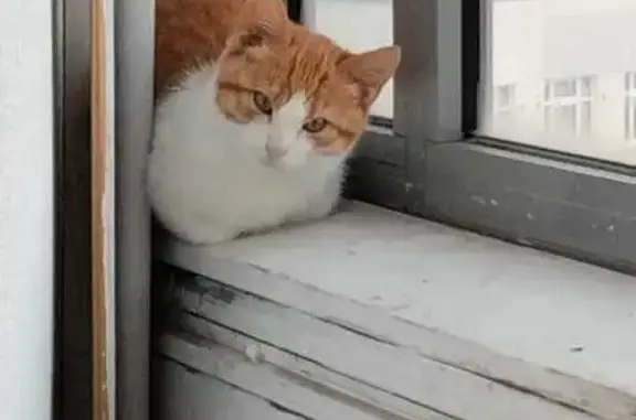 Пропала кошка, Школьная ул. 56, СПб