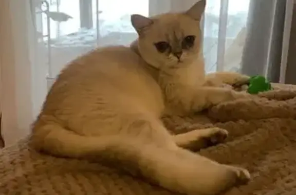 Кошки потеряшки, , фото: Потеряшка кошка, Ягодный проезд, 8