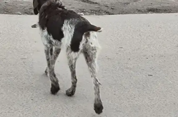 Найдена собака, Пензенская область, фото: Собака найдена: Кривозерье, Пенз. обл.
