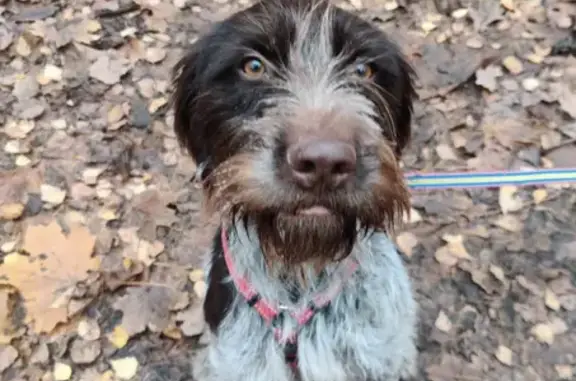 Найдена собака, Балашиха, фото: Собака найдена: Центральная ул., Балашиха