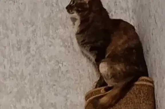 Кошки потеряшки, Фурманов, фото: Потеряшка кошка, ул. Тимирязева, Фурманов