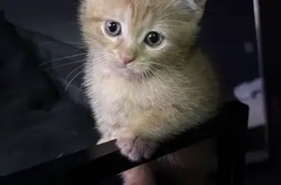 Кошки потеряшки, Киров, фото: Потеряшка котёнок, ул. Филатова 62А, Киров