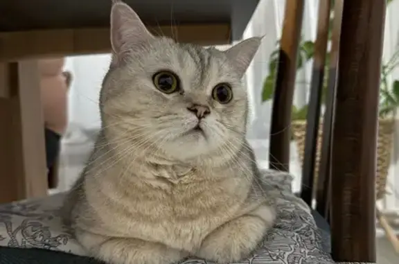 Кошки потеряшки, Московская область, фото: Потеряшка кошка, 152, Московская область