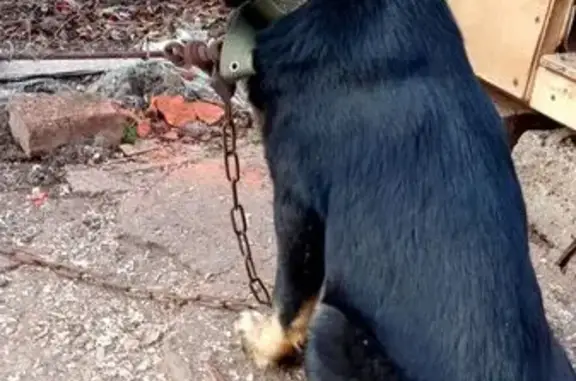 Найдена собака, Уфа, фото: Щенок найден: Уфа, Адмирала Ушакова 21/2К2