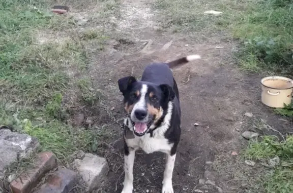 Пропала собака в Ерковцах, Амурская обл.