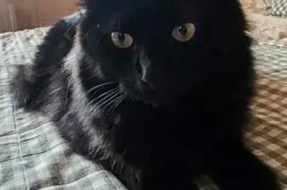 Кошки потеряшки, Краснодар, фото: Потеряшка кот Мурчик, Курская ул. 86, Краснодар