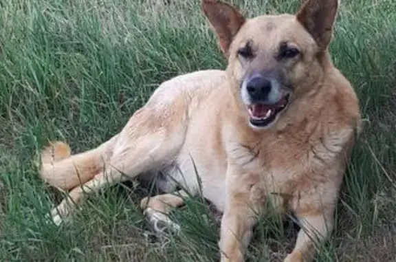 Пропала собака на ул. Т.Шевченко, Сев.