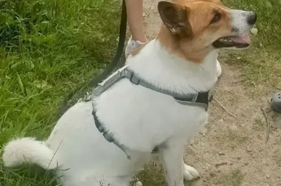 Пропала собака на Союзном проспекте, СПб