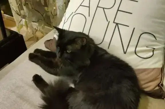 Пропала кошка, Узловая ул., Волгоград