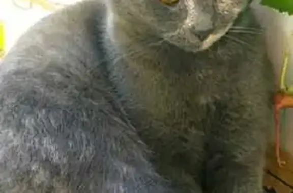 Кошки потеряшки, Армавир, фото: Потеряшка кошка, ул. Маркова 337, Армавир