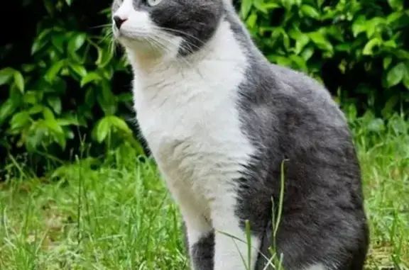 Пропала кошка, Карымск