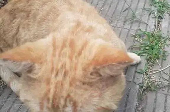 Пропала кошка, ул. Коминтерна, 57, Ростов-на-Дону