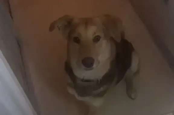 Собаки потеряшки, Москва, фото: Потеряшка собака, ул. Исаковского 20 к2, Москва