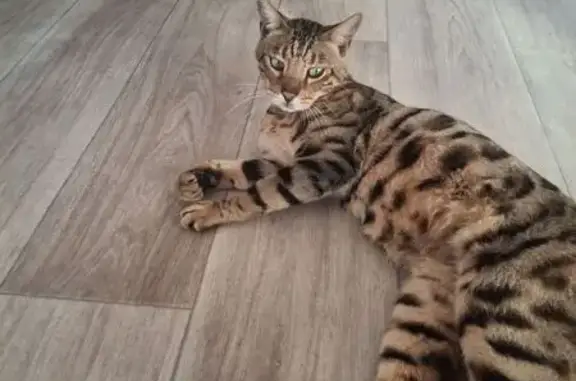 Кот найден: Среднеягодный, 11, Подбельск