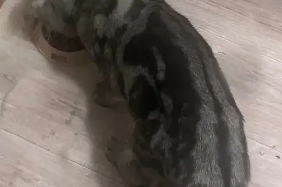 Кошки потеряшки, Оренбург, фото: Потеряшка кошка, Квартальный пер., Оренбург