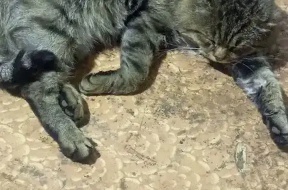 Найдена кошка, , фото: Кот найден в СНТ Обь 3, Гоньбинский тракт