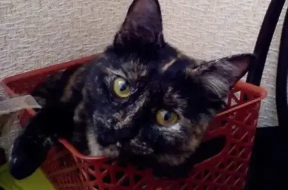 Пропала кошка, Белгород, ул. Павловского