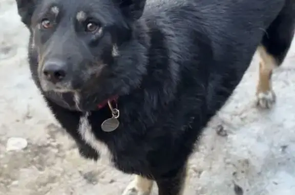 Собаки потеряшки, , фото: Потеряшка собака в Казани, СНТ Любитель природы