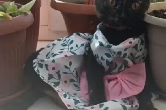 Пропала кошка, Железнодорожная 16, Обь