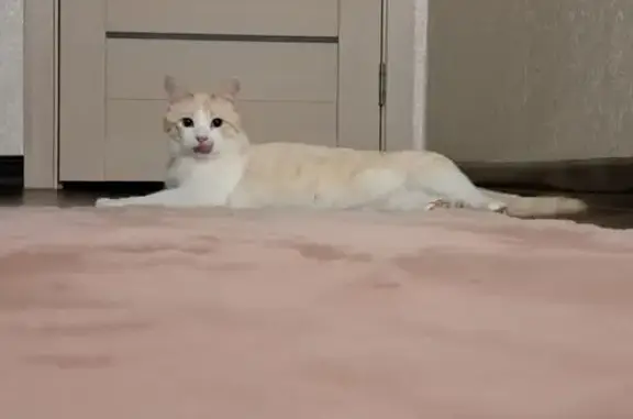 Пропала кошка в районе Баскино-Кандаурово