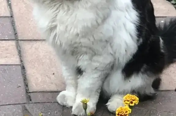 Пропала кошка, Красковское ш., 25