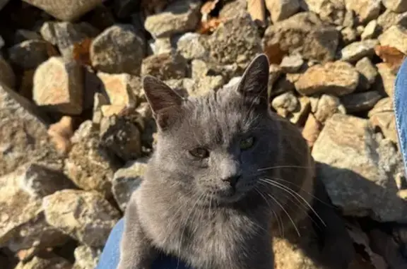 Найденные животные Приморский край, фото: Кошка найдена, Находка, Приморский край