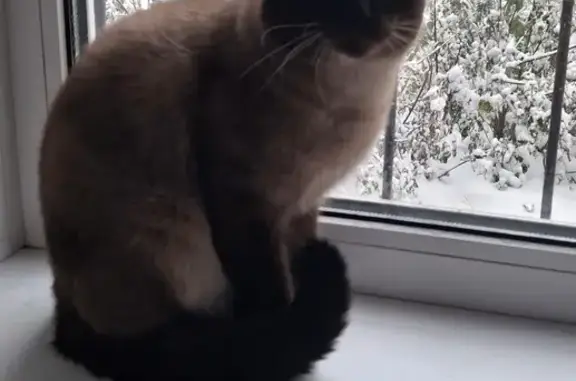 Кошки потеряшки, Барнаул, фото: Потеряшка кот Гав, ул. 80-й Гвардейской, 36