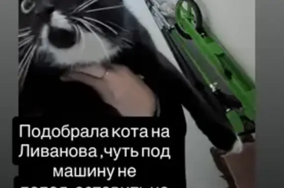 Кошка найдена: пр. Устинова, 50, Ульяновск