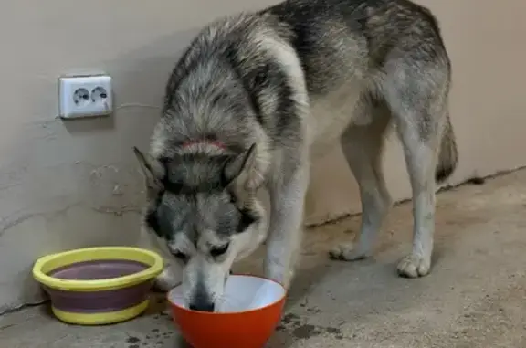 Найдена собака, Смоленка, фото: Хаски найден: Советская ул., Смоленка