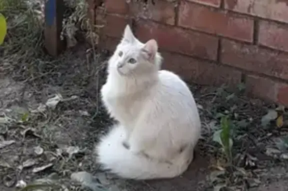 Пропал белый кот, 5-я просека, 106, Самара