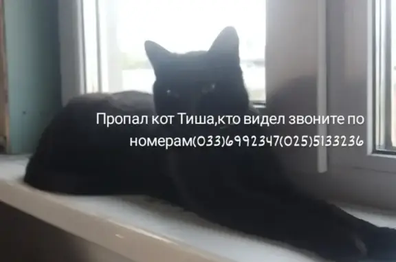 Пропала кошка, Полковая 51, Кобрин