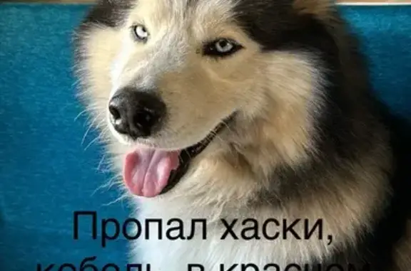 Пропала собака на Богунской, Волгоград