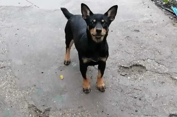 Пропала собака, Речная ул., 24, Началово