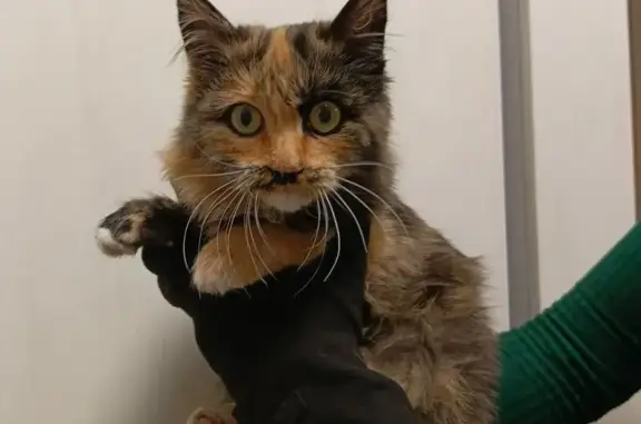 Найдена кошка, Екатеринбург, фото: Кошка найдена: Счастливая ул. 4, Екб