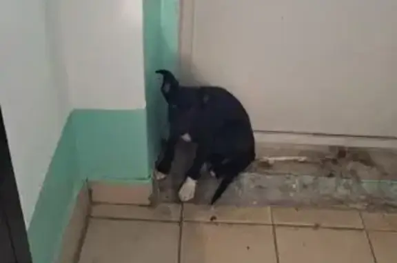 Найдена собака, Кемерово, фото: Собака найдена: Ворошилова, 40, Кемерово