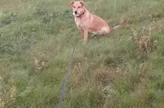 Пропала собака, Пирогово, Удмуртия