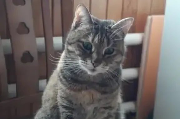 Кошки потеряшки, Саранск, фото: Потеряшка кошка, пр. 50 лет Октября, Саранск