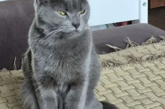 Пропала кошка, Ленинградская 15/1