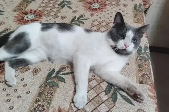 Пропал кот, Струково, Тульская область