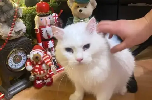 Пропала кошка в СНТ Пчелка, Обь