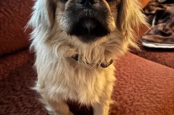 Найдена собака, Нижегородская область, фото: Собака найдена у военкомата, Арзамас