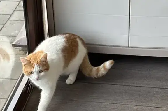 Найдена кошка, Владимирская область, фото: Кошка найдена: Новоалександровское СП