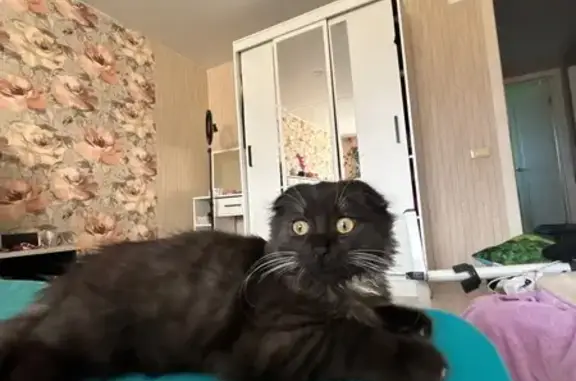 Пропала кошка, Южная ул. 41, Нерехта