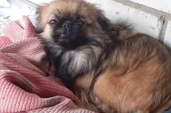 Найдена собака, Воронеж, фото: Собака найдена на ул. Покорителей Космоса