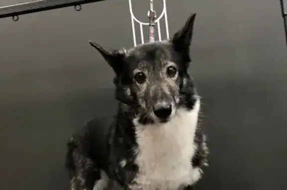 Пропала собака, Новокузнецк